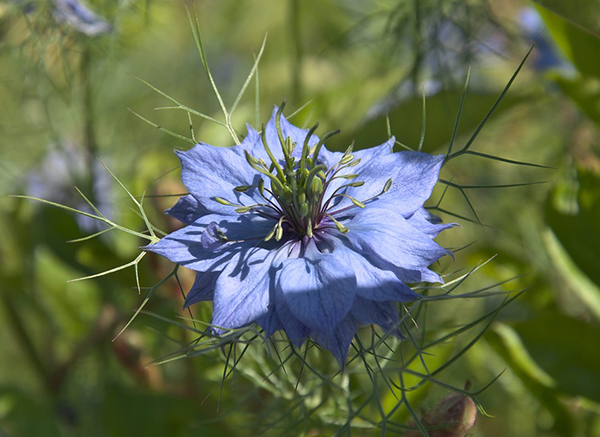 The flower of the nigella sativa plant