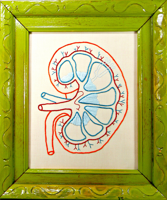 Framed Embroidered Kidney Anatomy Art, used under CC 2.0