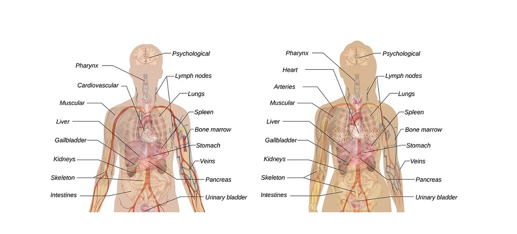 Heart Location What Side Of Your Body Is Your Heart On