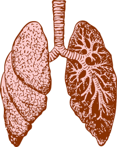 lungs-37824_640