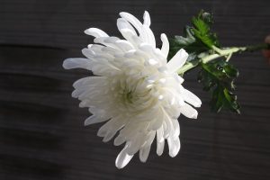 chrysanthemum-1628511_640