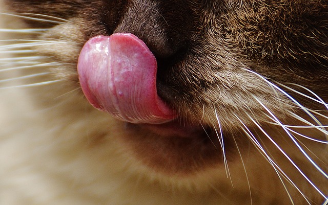 feature_cat_tongue