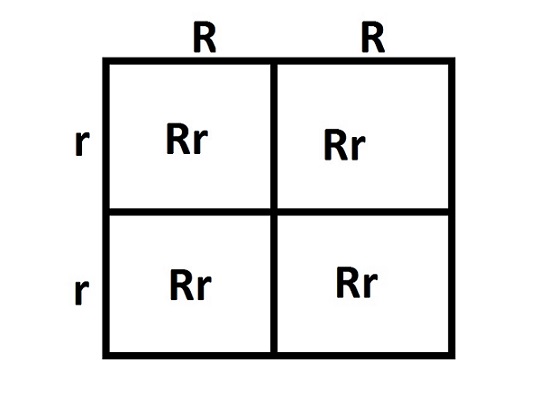 What Is A Punnett Square And Why Is It Useful In Genetics. - Punnett Squares Basic Introduction Youtube - It is important that you understand the steps in the extraction procedure and why each step was necessary.