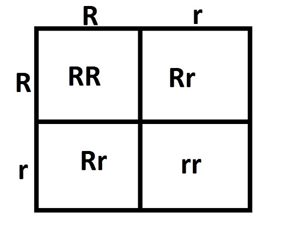 Incomplete Dominance Vs Codominance What S The Difference